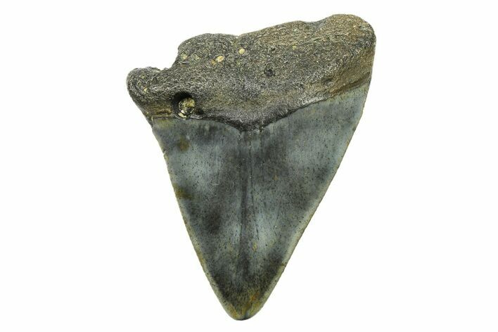 Bargain, Fossil Great White Shark Tooth - North Carolina #294442